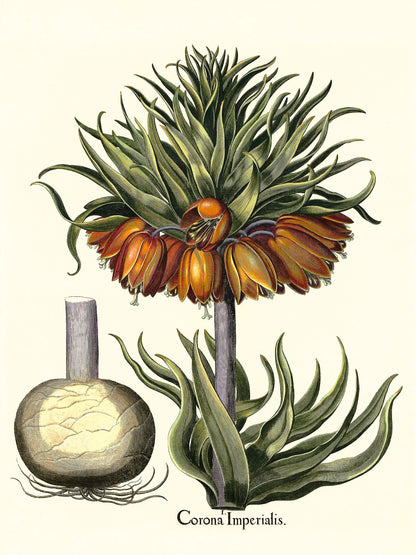 Crown-imperial fritillary