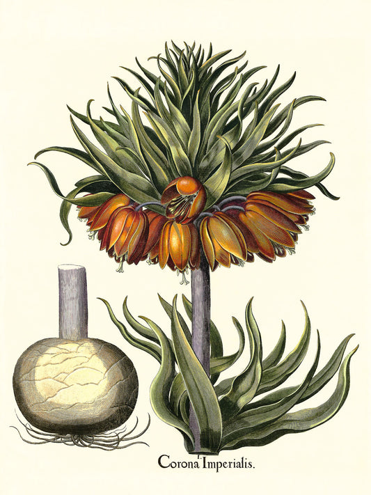 Crown-imperial fritillary