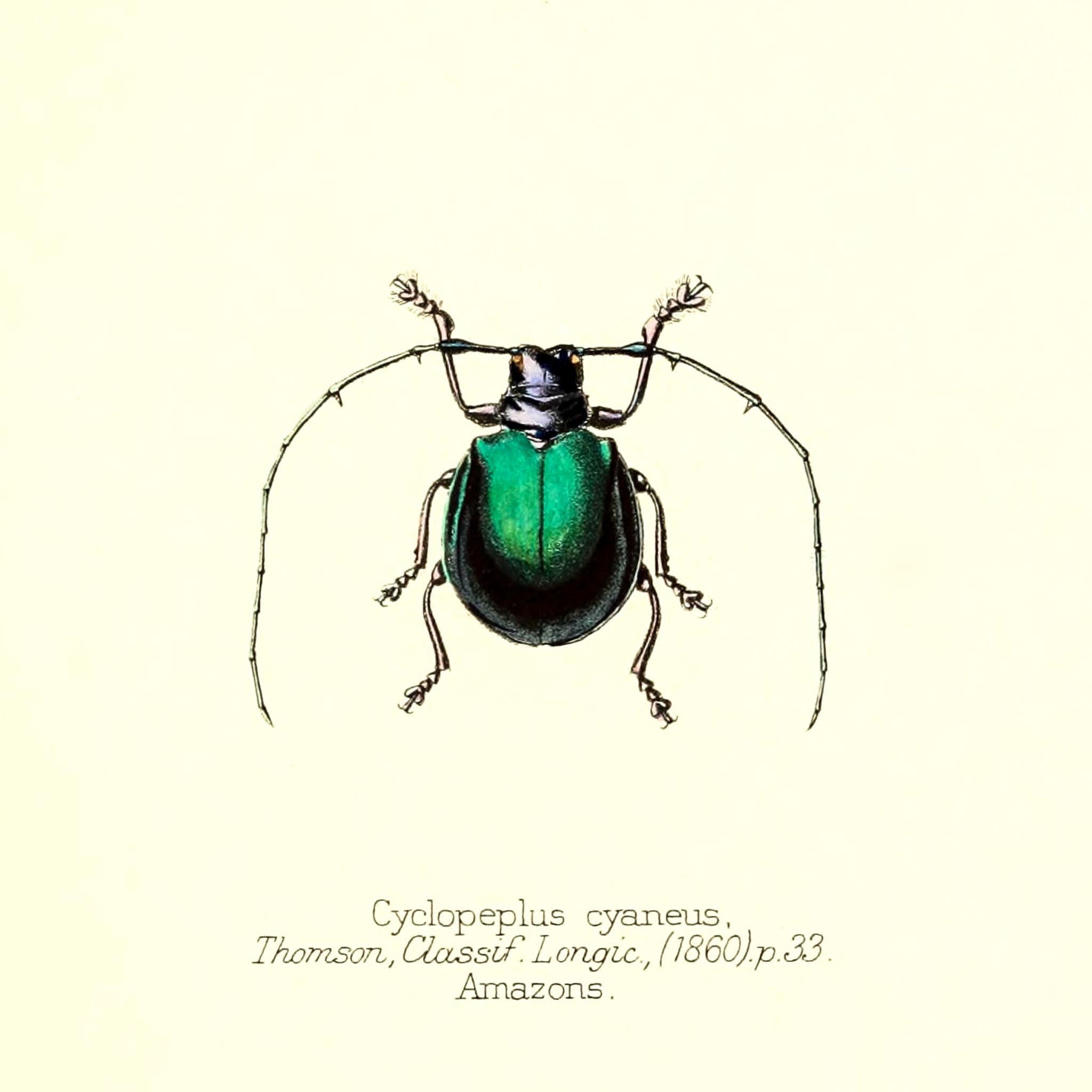 Cyclopeplus Cyaneus