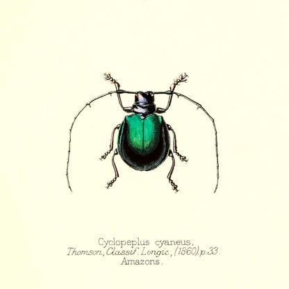 Cyclopeplus Cyaneus