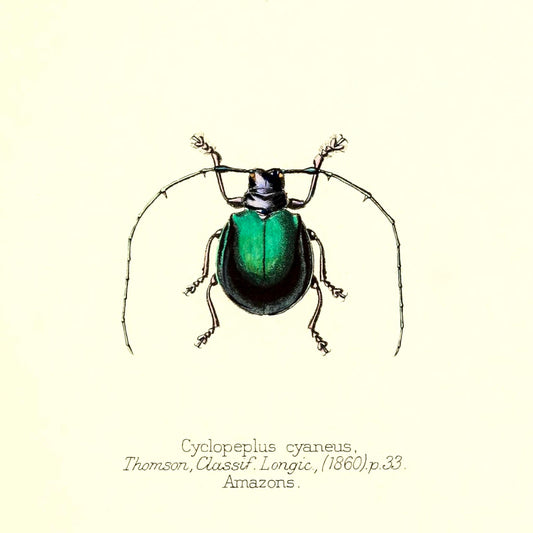 Cyclopeplus Cyaneus
