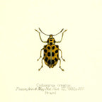 Cydianirus Ornatus