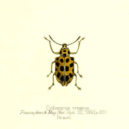 Cydianirus Ornatus