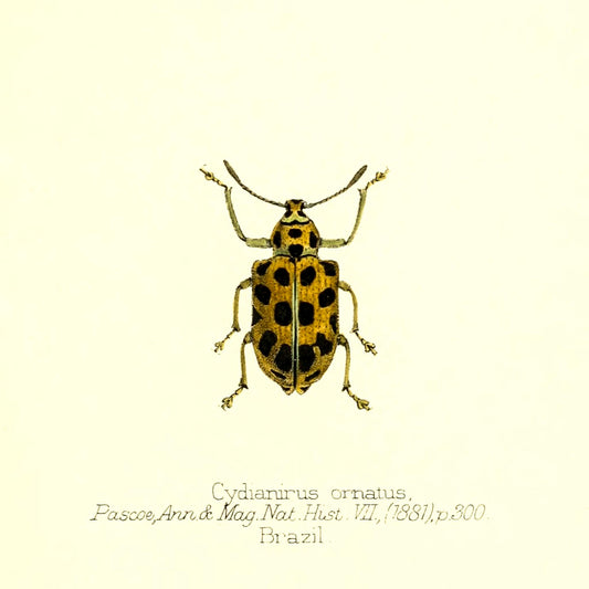 Cydianirus Ornatus