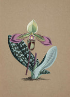 Cypripedium Hookerae