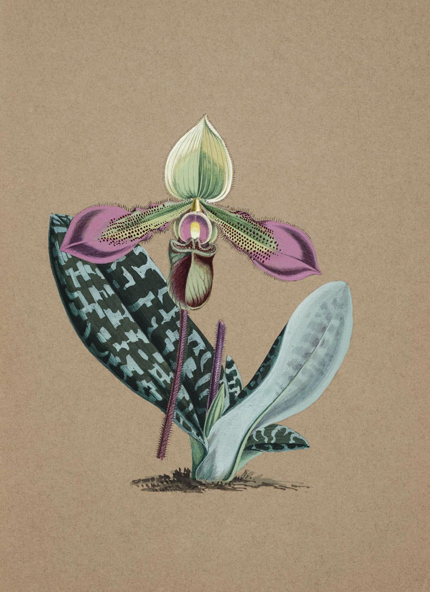 Cypripedium Hookerae