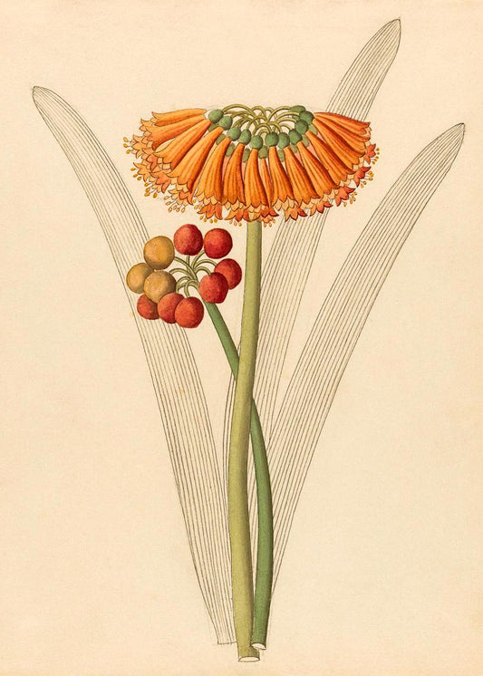 Cyrtanthus (Clivia Nobilis)