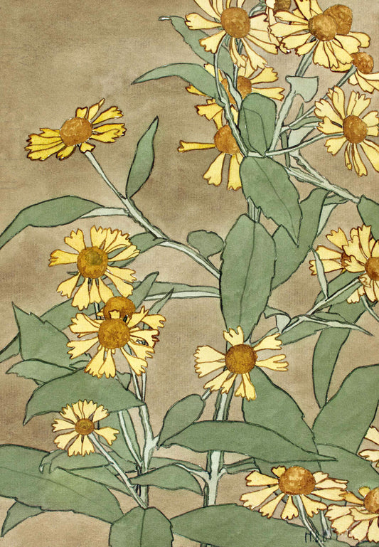 Daisies with Orange Centre and Yellow Petals