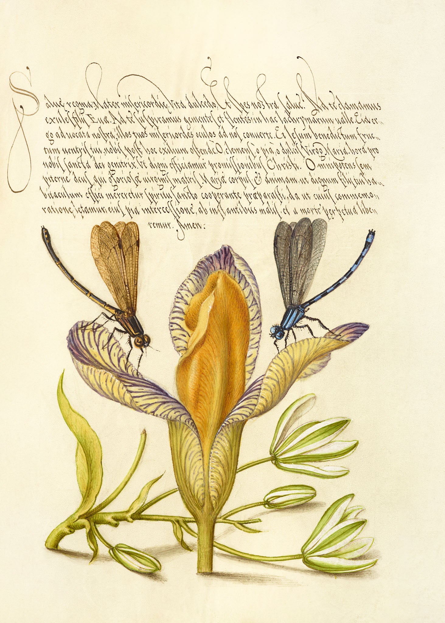 Damselflies, Spanish Iris, and Star-of-Bethlehem