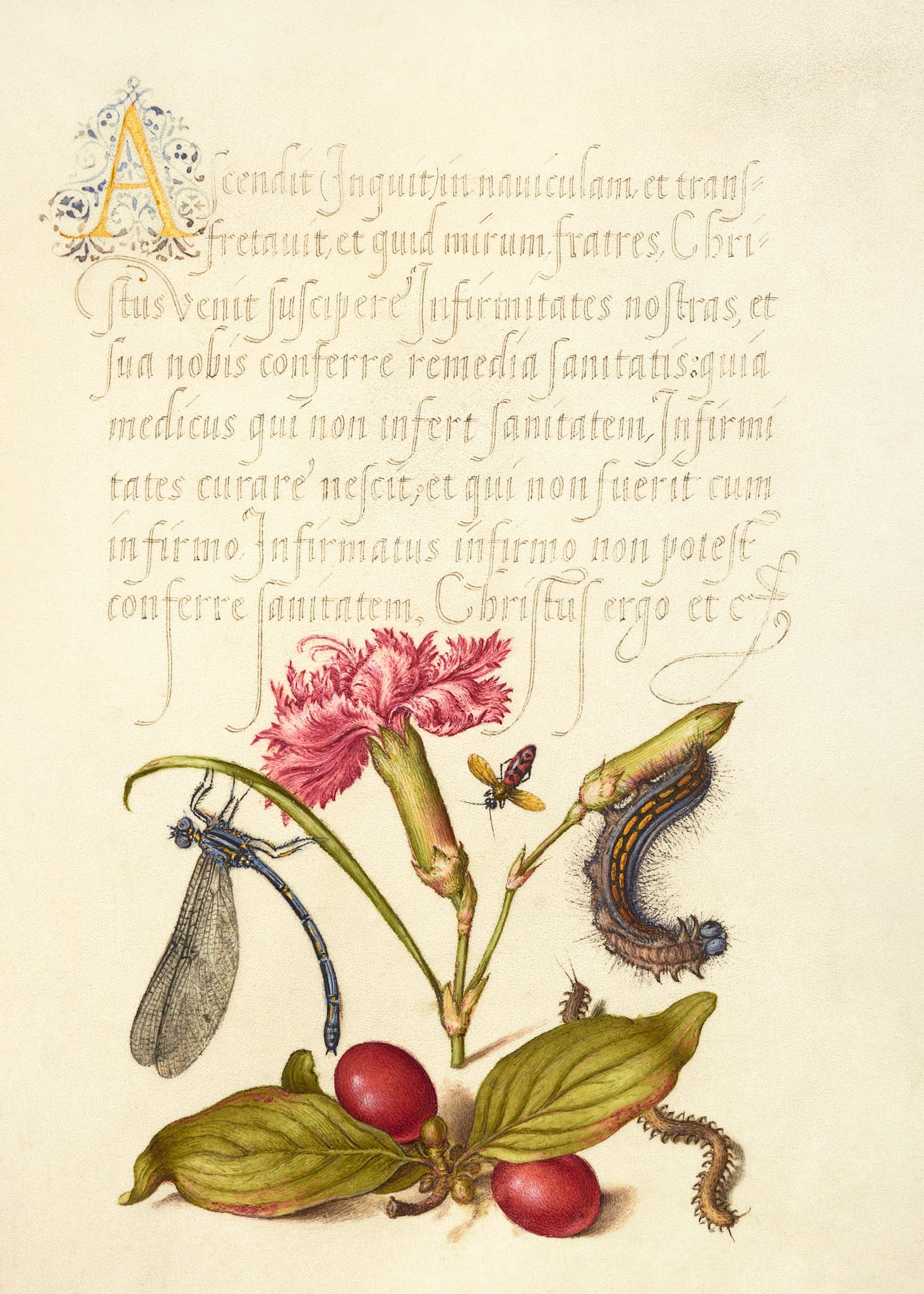 Damselfly, Carnation, Firebug, Caterpillar, Carnelian Cherry, and Centipede