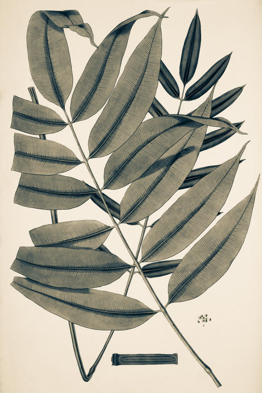 Danaea Nodosa