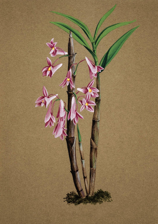 Dendrobium Hasselti
