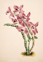 Dendrobium Parishii