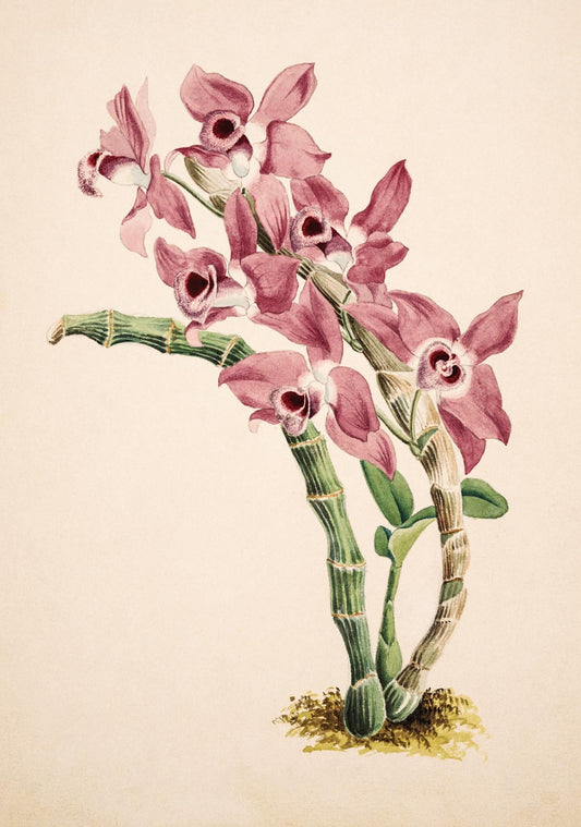 Dendrobium Parishii