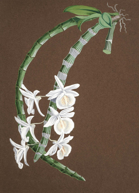 Dendrobium Cretaceum