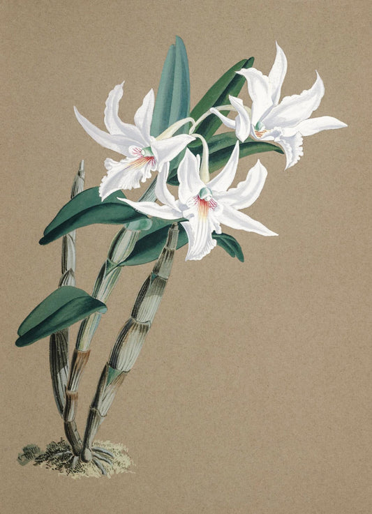 Dendrobium Eburneum