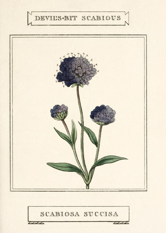 Devil's-Bit Scabious