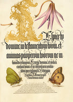 Dog-Tooth Violet and Butterflies