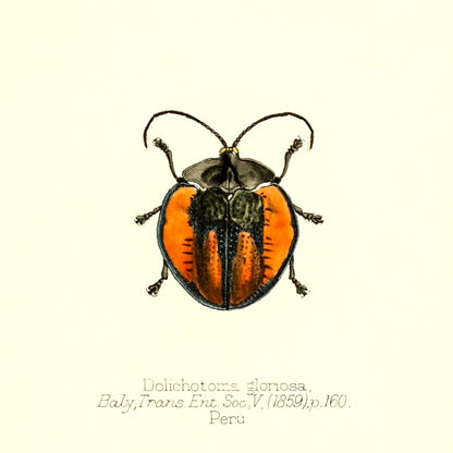 Dolichotoma Gloriosa