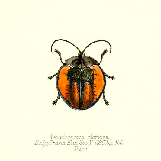 Dolichotoma Gloriosa