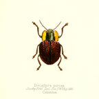 Doryphora Porosa
