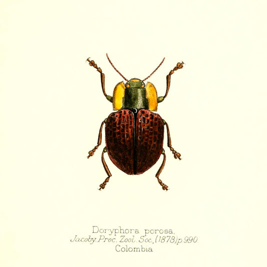 Doryphora Porosa