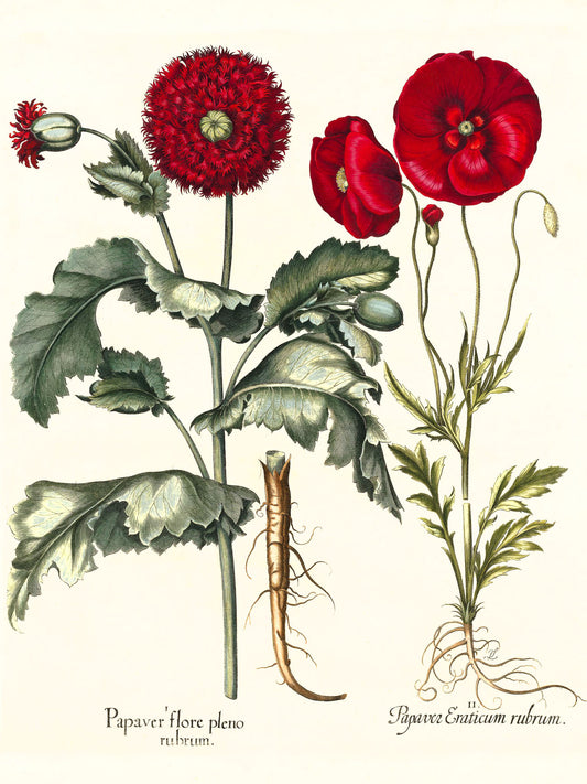 Double-flowered red garden poppy, Corn poppy