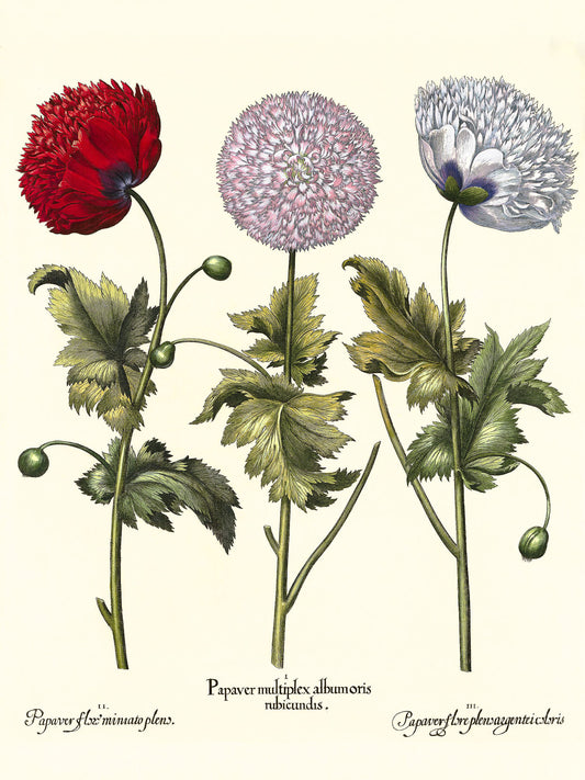 Double-flowered variegated garden poppy, et al