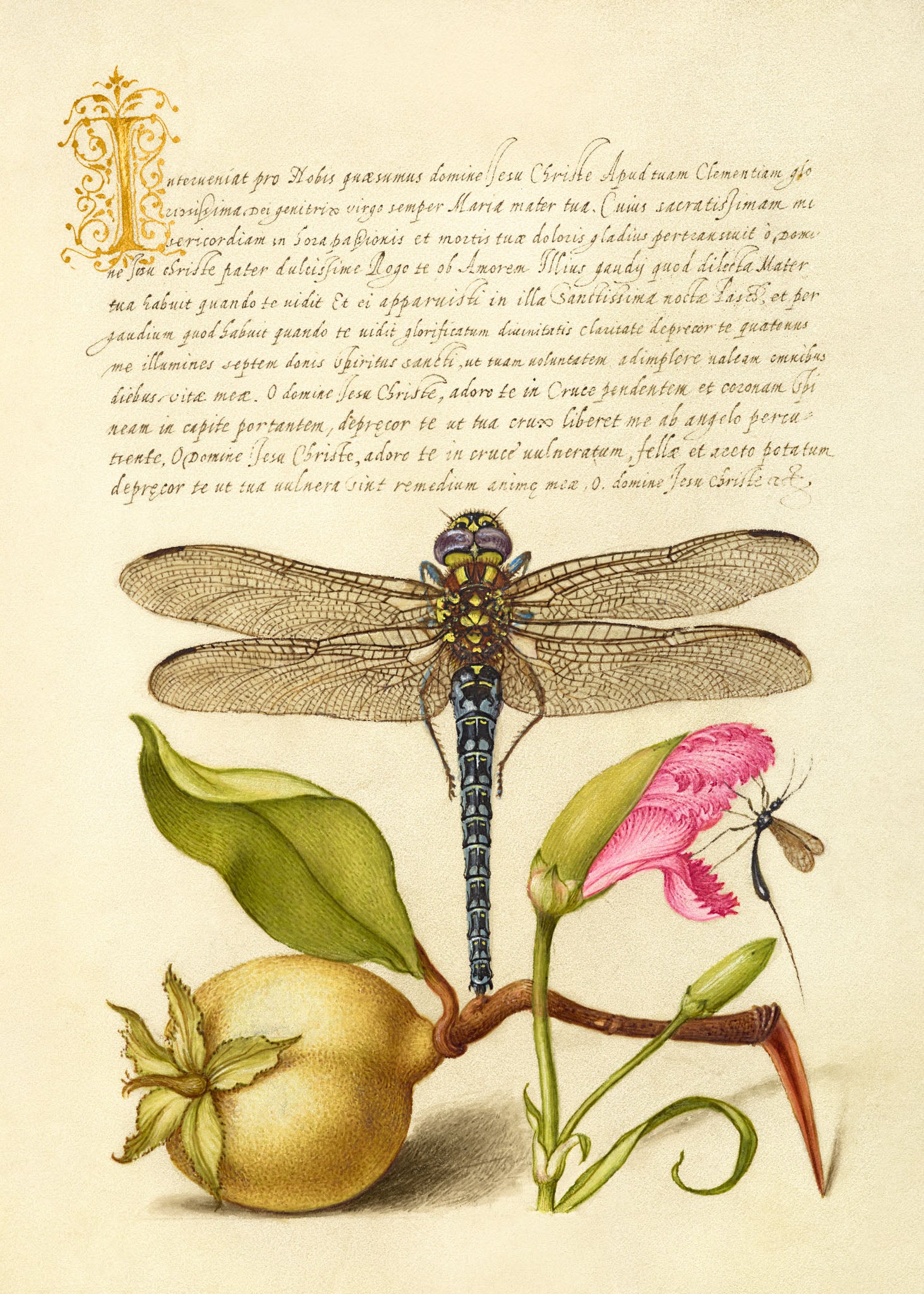 Dragonfly, Pear, Carnation, and Insect