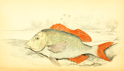 Edible Lethrynus
