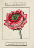 Egyptian Bean-Lily