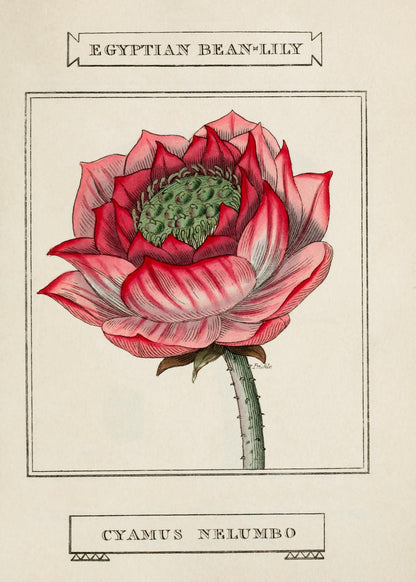 Egyptian Bean-Lily
