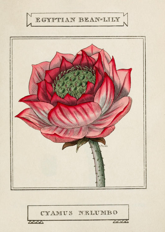 Egyptian Bean-Lily