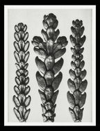 Ends of Thujopsis Dolabrata Branch (Hatchet Leaved Arbor Vitae)