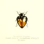 Epilachna Buckleyi
