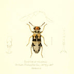 Epiphloeus Velutinus
