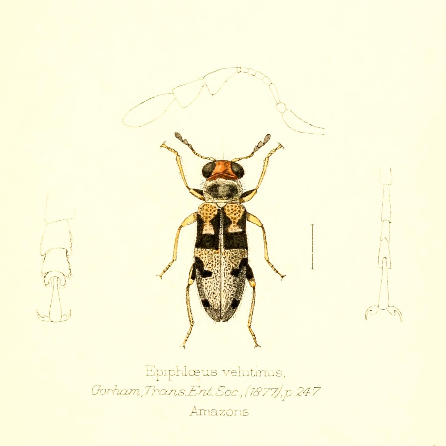 Epiphloeus Velutinus