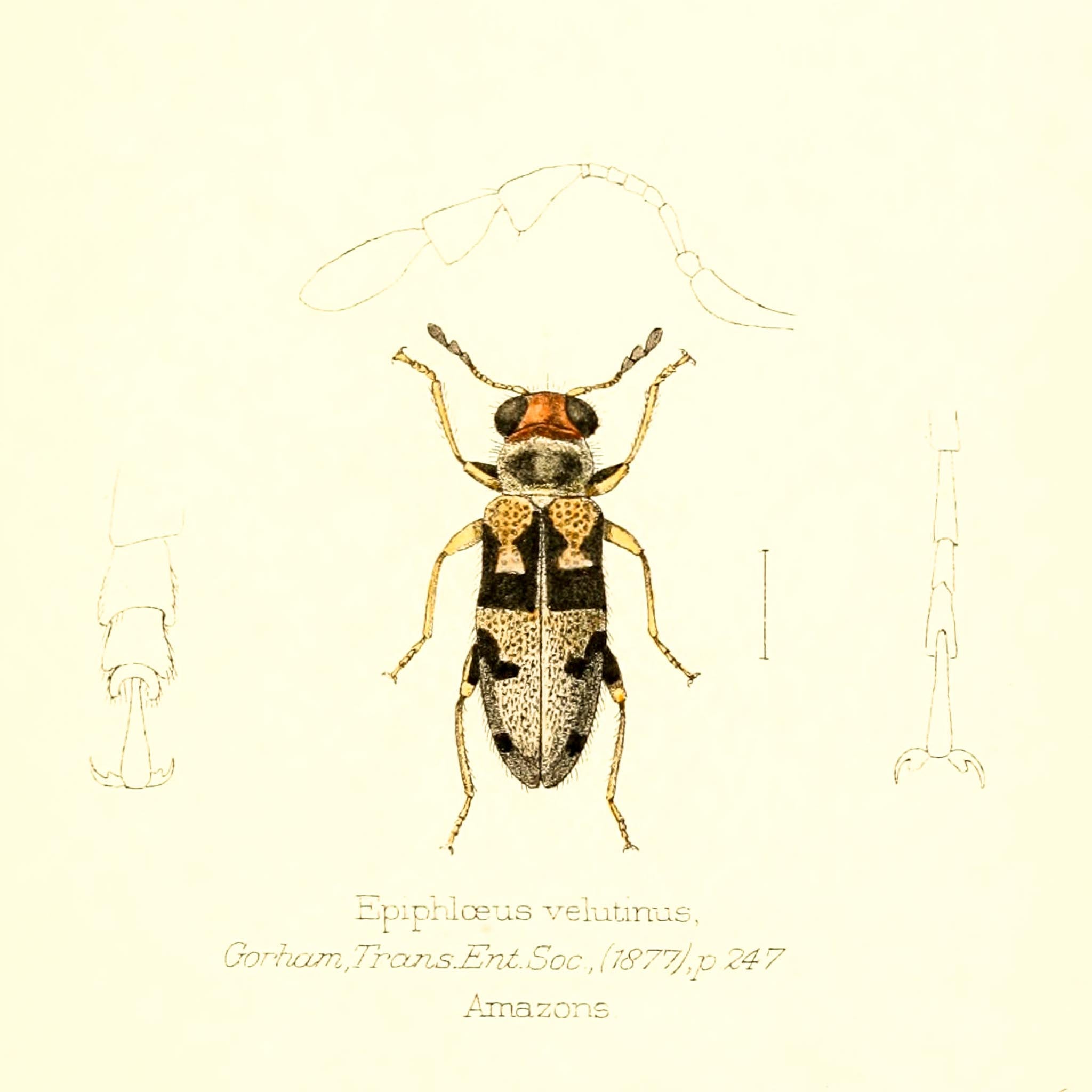 Epiphloeus Velutinus