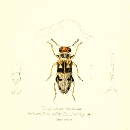 Epiphloeus Velutinus