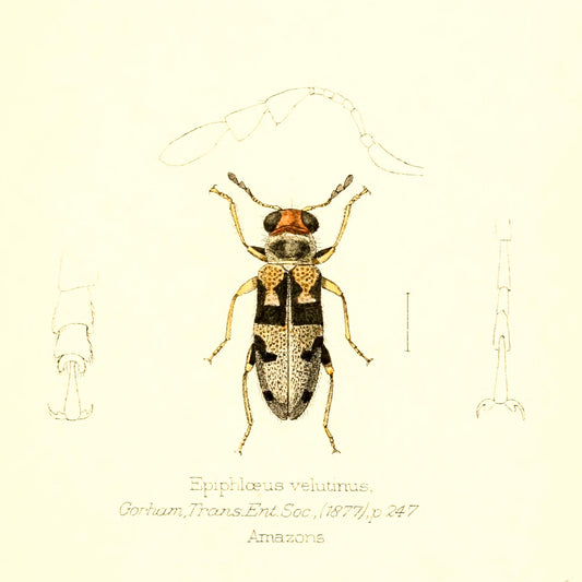 Epiphloeus Velutinus