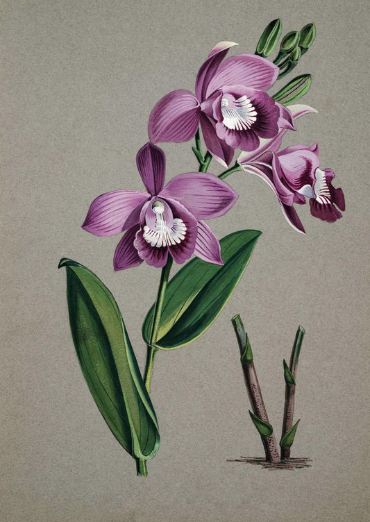 Epistephium Williamsii