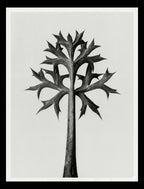 Eryngium Bourgatii (Mediterranean Sea Holly)