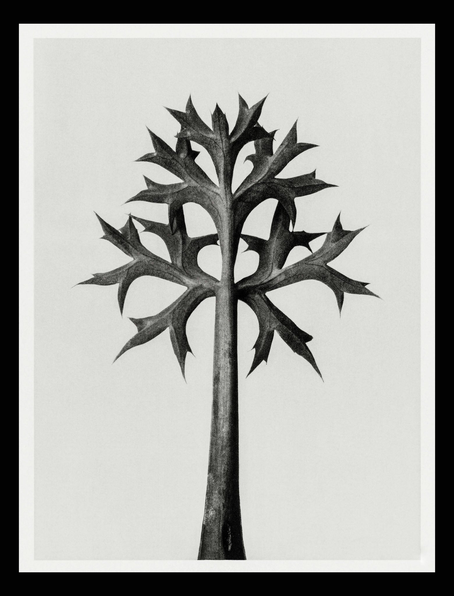 Eryngium Bourgatii (Mediterranean Sea Holly)