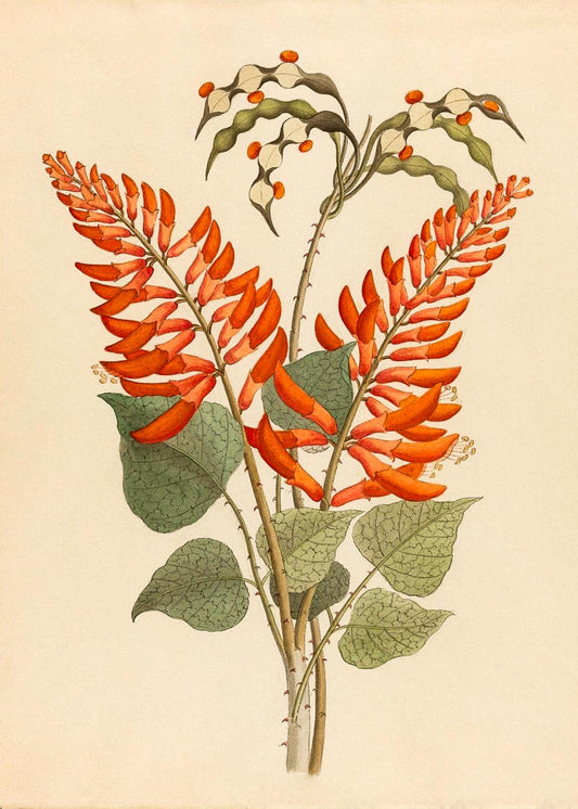 Erythrina, Nov. Specie (Erythrina Humeana)