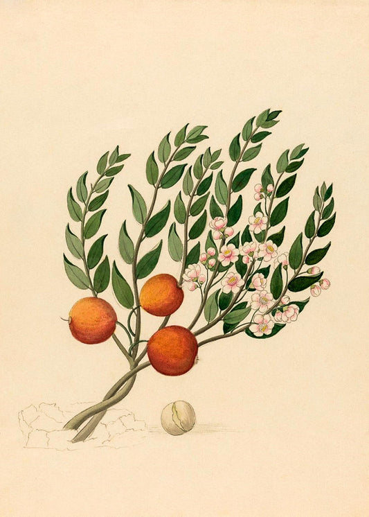 Eugenia or Jambo (Eugenia Albanensis)