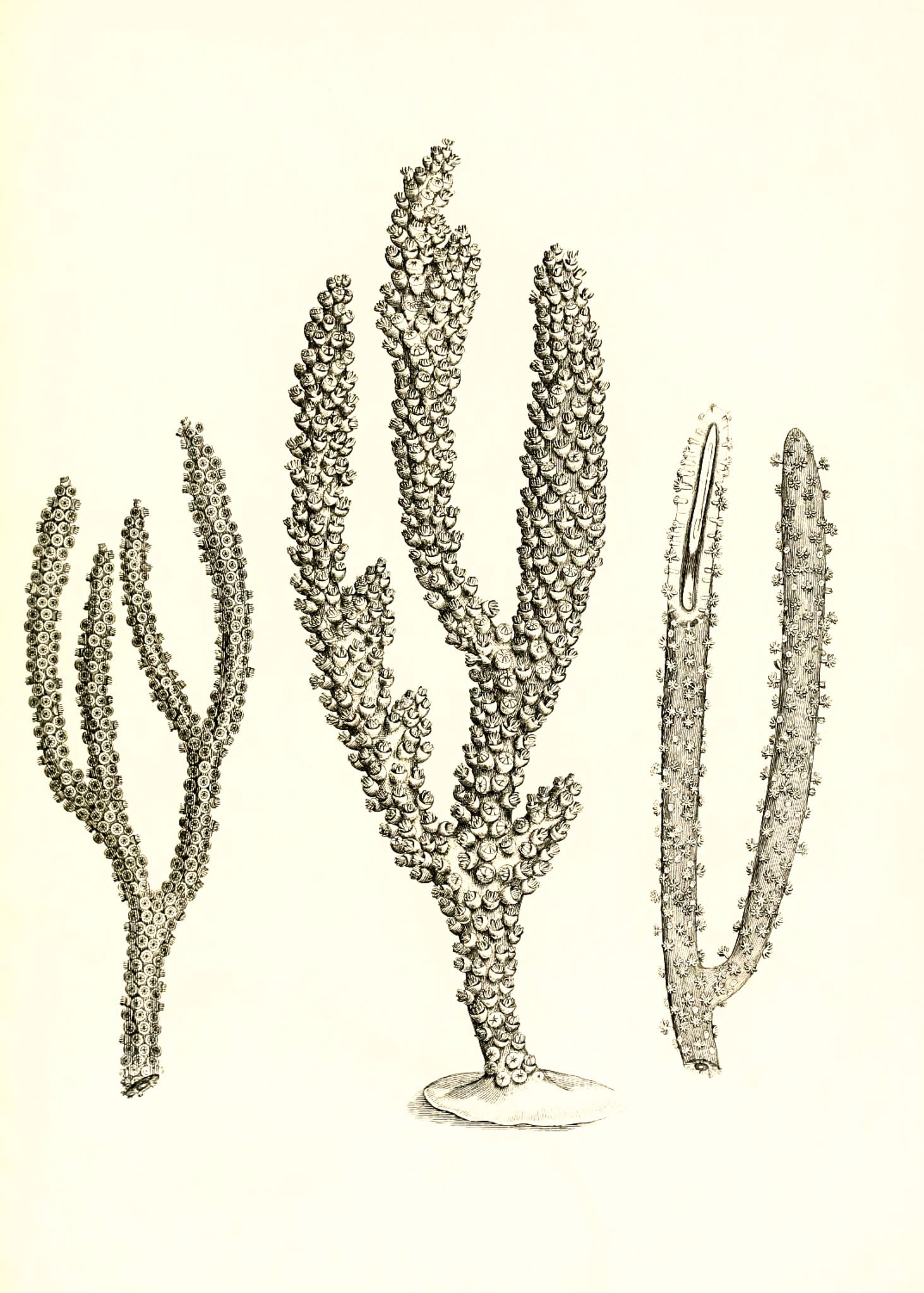 Eunicea limiformis; Eunicea clavaria; Plexaura friabilis