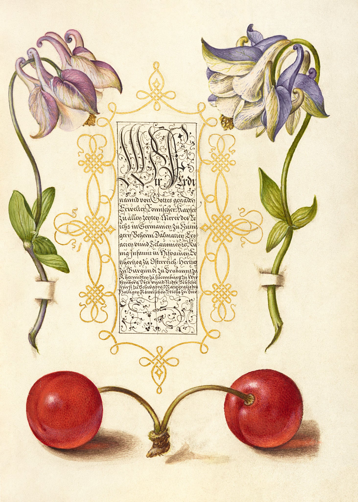 European Columbines and Sweet Cherry