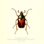 Eutelesmus Simplex