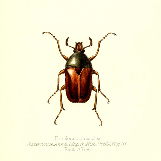 Eutelesmus Simplex