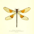 Euthore Mirabilis (female)